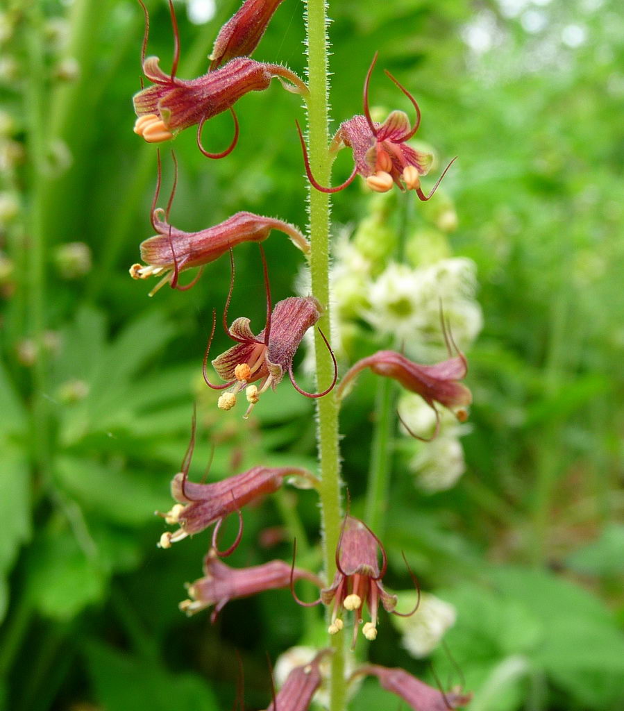 معرفی و راهنمای پرورش گیاهان زینتی - تولمیا